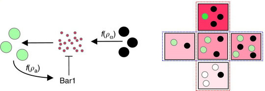 <p><strong>Sex-ratio sensing in yeast.</strong> Pheromone stimulus (pink circles and pink background) is produced by MATa cells (black circles), with its concentration being proportional to the MATa cell density (ra). The pheromone is degraded by the Bar1 protease produced by MAT<strong>a </strong>cells (white/green), with the degree of this input attenuation depending on the density of MAT<strong>a</strong> cells (ra). A faithful coupling of the sexual response level (green color intensity) to the mating likelihood occurs by measuring the relative emitter density (red box) instead of the absolute emitter density (blue box).</p>