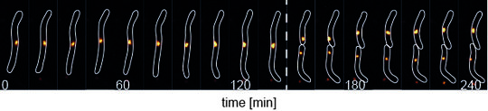 <p style="text-align: justify;">Movement of the PomXYZ complex from a cell division site and up to the midpoint of the two daughter cells. The complex was visualized by fusion of a fluorescent protein to PomX. </p>
