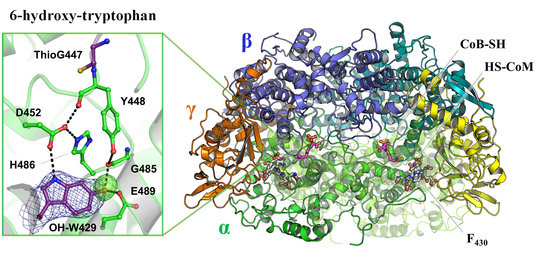 <div style="text-align: justify;">Left picture:<br />Modified residues in the vicinity of the active site. The post-translationally modified residues 6-hydroxy-tryptophan and thiolglycine are colored in purple and the residues interacting with them are shown in balls and sticks. Hydrogen bonds network (in black dash) connects the 6-hydroxy-tryptophane to the thioglycine (considered as part of the catalysis) backbone. The electron density in blue mesh and the positive density in green mesh are the experimental evidence of the 6-hydroxy-tryptophane presence.</div>
<div style="text-align: justify;"> </div>
<div style="text-align: justify;">Right picture:<br />Structural organization of the methane generating enzyme called the methyl-coenzyme M reductase (MCR). MCR contained three subunits (alpha,beta,gamma) outlined by different colors which make dimers (in cyan, yellow and light green). One of the subunit is shown in transparent to highlight the actors of the reaction: coenzyme M, coenzyme B and the cofactor F430 in balls and sticks.</div>