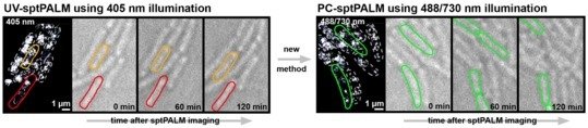 Single-molecule trajectories of RNA polymerase dynamics in living E. coli cells obtained over 6 minutes of sptPALM imaging using either UV light (left) or primed conversion (488/730 nm light, right) for super-resolution imaging.
<div style="text-align: justify;">Cell shapes are marked by dashed outlines, solid outlines highlight exemplary cells (red dead, orange paused, green undisturbed) which are also marked in the following brightlight images. The brightlight images depict cell growth after sptPALM over several hours. Whereas UV-imaged cells are highly affected (left), cells imaged by primed conversion (right) continue to grow normally. Scale bars 1 μm (sptPALM), 5 μm (brightlight).</div>