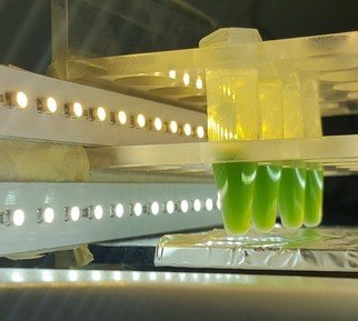 Research in the Department of Biochemistry and Synthetic Metabolism centers on the discovery and design of novel enzymes and metabolic pathways, as well as their transplantation and evolution in natural and artificial cells (e.g., for the sustainable conversion of the greenhouse gas CO<sub>2</sub> with artificial photosynthesis). The Department is headed by Tobias J. Erb.
