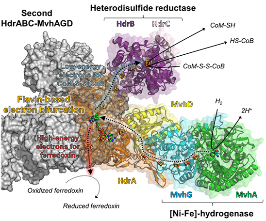 <div style="text-align: justify;">The HdrABC-MvhAGD reaction and 3D organization. The arrows with solid-lines and dashed-lines indicate the reactions and the electron roads belonging to the catalytic modules, respectively.</div>