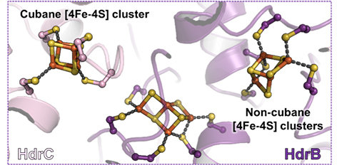 <div style="text-align: justify;">Differences between the “classic” cubane iron-sulfur cluster and the newly discovered non-cubane iron-sulfur cluster. Yellow and orange spheres correspond to sulfur and iron respectively.</div>