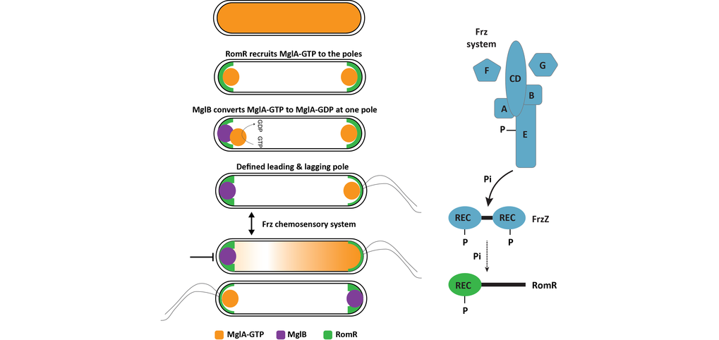 Left panel, MglA, MglB and RomR establish the leading/lagging cell polarity axis. Right panel, the Frz chemosensory system signals to the RomR response regulator for reversals.