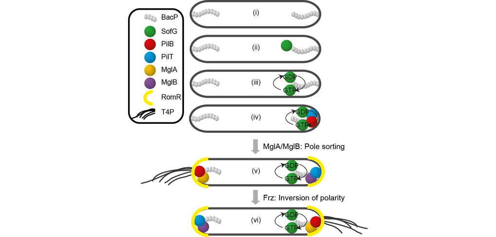 <strong>Hierarchical regulation of dynamic PilB & PilT polarity.</strong> For simplicity only a single BacP filament is shown in the two subpolar regions. (i-iv) BacP and SofG establish the localization of PilB and PilT to the same pole by SofG shuttling on BacP. (v) MglA sorts PilB and PilT to opposite poles. (vi) During a cellular reversal induced by the Frz chemosensory system with an inversion of the leading/lagging polarity axis, MglA, MglB and RomR switch poles, and, therefore, the polarity of PilB and PilT is also inverted.