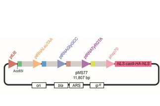 <p><span>Establishment of multiplex CRISPR-Cas9 genome editing in<em> Ustilago maydis</em></span></p>