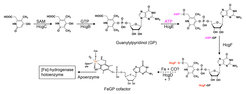Figure 6. Proposed biosynthesis sequence of the FeGP cofactor biosynthesis.