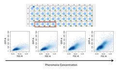 The figure shows flow cytometry measurements acquired with the high throughput sampler in S. cerevisiae cells stimulated by mating pheromone. (Courtesy of Alexander Anders).