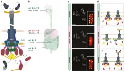 Anpassung des bakteriellen Typ III-Sekretionssystems an den Umgebungs-pH
(a) Schematische Darstellung des aktiven T3SS-Injektisoms. Effektorproteine (schwarz/blau) werden direkt von den Bakterien in die Wirtszelle exportiert. Die Lage des pH-Sensorproteins SctD und einer der dynamischen cytosolischen T3SS-Komponenten, SctK, sind eingezeichnet. Doppelpfeile zeigen den Austausch der cytosolischen Untereinheiten oder -komplexe zwischen dem Cytosol und dem Injektisom-gebundenen Zustand an. (b) pH und typische Retentionszeiten von Nahrung an verschiedenen Stellen des Gastrointestinaltraktes. (c) Fluoreszenzmikroskopische Aufnahmen von lebenden Y. enterocolitica, die eine fluoreszent markierte cytosolische T3SS-Komponente (EGFP-SctK) exprimieren. Die Bilder wurden 10 Minuten, nachdem die Bakterien dem angegebenen pH-Wert ausgesetzt wurden, aufgenommen. Einschübe: vergrößerte Einzelbakterien in "red-hot" Farbskala. Maßstabsbalken = 2 µm. (d) Modell der pH-abhängigen Suppression der T3SS-Aktivität. Von oben: (i) Aufbau des T3SS beim Eintritt in den Wirtsorganismus; cytosolische Komponenten werden gebunden und mit dem cytosolischen Pool ausgetauscht. (ii) Unterdrückung der Effektor-Translokation bei Anheftung an eine Wirtszelle in einer Umgebung mit niedrigem pH-Wert, da die cytosolischen Komponenten ausschließlich ungebunden vorliegen. (iii) Re-Assoziation der cytosolischen Komponenten an das Injektisom und Effektortranslokation bei Wirtszellkontakt in neutralen Körperbereichen. Das pH-Sensorprotein SctD und die cytosolische Komponente SctK sind mit D bzw. K gekennzeichnet.