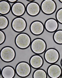 Microscopic image showing multiple circular formations, each containing numerous small, greenish cell clusters arranged uniformly.