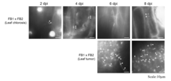 Nuclear status of U. maydis hyphae in infected maize plants. Plants were infected with a mixture of compatible haploid wild type strains (FB1 x FB2) and nuclei were stained with DAPI. In chlorotic leaf areas which fail to develop tumors, hyphae stay dikaryotic while hyphae in leaf tumors become diploid around 6 dpi.