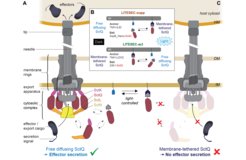 Working principle of the LITESEC systems - light-controlled activation and deactivation of protein translocation by the type III secretion system. (A) Schematic representation of the active T3SS injectisome. Left side, main substructures; right side, dynamic cytosolic T3SS components. Effector translocation by the T3SS is licensed by the functional interaction of the unbound bait-SctQ fusion with the T3SS. (B) Different states of the bait and anchor proteins in dark and light conditions. In the LITESEC-supp system (top), the bait protein, a fusion of the smaller interaction switch domain SspB_Nano and the essential T3SS component SctQ, is tethered to the inner membrane (IM) by a membrane anchor, a fusion of a transmembrane helix (TMH) and the larger interaction switch domain, iLID, in the light, and gets released in the dark. Conversely, in the LITESEC-act system (bottom), the bait protein, a fusion of the smaller interaction switch domain, Zdk1, and the essential T3SS component SctQ, is tethered to the membrane anchor, a TMH fusion of the larger interaction switch domain, LOV2, in the dark, and gets released by illumination. (C) Sequestration of the bait-SctQ fusion protein to the membrane prevents effector secretion. HM host membrane, OM bacterial outer membrane, IM bacterial inner membrane. From Lindner et al., 2020.