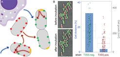 Co-regulation and crosstalk of virulence systems and bacterial cell biology(A) Schematic representation of bacterial subpopulations harboring virulence systems (red, green and yellow foci) and their regulation by external cues (blue arrows) and crosstalk within and between bacteria (red and orange arrows, respectively). (B) Growth and division of T3SS-positive (red) and T3SS-negative (green) Y. enterocolitica on LB-agarose pads under secreting conditions over two hours. Left, fluorescence micrographs showing growth and division of green (T3SS-negative), but not of red (T3SS-positive) bacteria within the analysis period. Right, quantification of fraction of cell divisions (blue bars and axis on left side) and cell growth (increase in two-dimensional cell area on micrographs) per initial bacterium (box charts and single data points, right axis) for the indicated strains. Adapted from Milne-Davies et al., 2019.