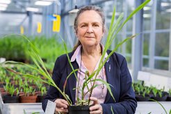 Regine Kahmann in the greenhouse holding one of her objects of research, a maize plant.
