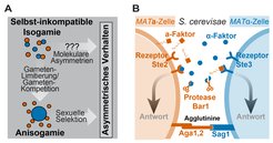 Die Entstehung von asymmetrischem Sexualverhalten und Darstellung der asymmetrischen Pheromonsignalkomponenten in S. cerevisiae. (A) Mögliche alternative Entstehungswege von asymmetrischem Paarungsverhalten, ausgehend von der Paarung zwischen morphologisch identischen (isogamen) Gameten/ Paarungstypen. Üblicherweise wird angenommen, dass Anisogamie mit unterschiedlich großen Gameten eine notwendige Voraussetzung für die Entstehung von asymmetrischem Sexualverhalten durch sexuelle Selektion war. Alternativ könnte asymmetrisches Paarungsverhalten jedoch bereits in isogamen Organismen aufgrund von molekularen Asymmetrien zwischen den Gameten entstanden sein. (B) Asymmetrische Paarungsdeterminanten der Paarungstypen in Saccharomyces cerevisiae. Molekulare Komponenten, die von MATa- bzw. MATα-Zellen exprimiert werden, sind in rot bzw. blau dargestellt und umfassen die Paarungspheromone (a-Faktor und α-Faktor), deren Rezeptoren (Ste2 und Ste3) und eine diffusionsfähige α-Faktor-Protease Bar1, die ausschließlich von MATa-Zellen sezerniert wird. Man beachte, dass a-Faktor aufgrund seiner Prenylierung (gekennzeichnet durch die hydrophobe Kette) wesentlich hydrophober ist als α-Faktor.