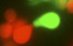 "When yeast cells kiss": Two haploid yeast cells of different mating types approach each other for mating.