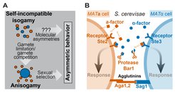 Asymmetric pheromone signaling in S. cerevisiae and emergence of asymmetric sexual behavior. (A) Alternative routes o of how asymmetry in mating behavior may have originated, starting from mating between morphologically identical (isogamous) gametes/ mating types. Commonly, anisogamy with different sizes of gametes is assumed to be a requirement that allowed for emergence of asymmetric sexual behavior by sexual selection. Alternatively, asymmetric mating behavior might have emerged already in isogamous organisms due to molecular asymmetries between gametes. (B) Asymmetric mating determinants of the mating types in Saccharomyces cerevisiae. Molecular components expressed by MATa or MATα cells are shown in red and blue, respectively, and include mating pheromones (a-factor and α-factor), their receptors (Ste2 and Ste3) and a diffusible α-factor protease Bar1 secreted exclusivley by MATa cells. Note that a-factor due to its prenylation (indicated by hydrophobic chain) is considerably more hydrophobic than α-factor.