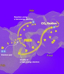 Der 3-MDa-Komplex weist einen komplexen Elektronentransferweg auf, bei dem eine Konformationsänderung den Elektronenfluss zum und vom Zentrum der Flavin-basierten Elektronenbifurkation (FBEB) steuert. Hochenergetische Elektronen aus FBEB werden direkt zum Ort der CO2-Reduktion übertragen. Hdr = Heterodisulfidreduktase, Fdh = Formiat-Dehydrogenase, Fmd= Formylmethanofuran-Dehydrogenase.