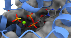 Die Abbildung zeigt das katalytische Zentrum von ParB nach Ablauf der CTP-Hydrolyse. Die Hydrolyseprodukte CDP und Phosphat sind als Stabmodell, ein katalytisches Magnesium-Ion als grüne Sphäre dargestellt. Die molekulare Oberfläche einer der beiden Untereinheiten des ParB-Dimers ist in grau gehalten. Die zweite Untereinheit ist schematisch in blau gezeigt.