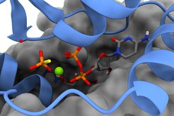 The image shows the active site of ParB after CTP hydrolysis. The hydrolytic products CDP and inorganic phosphate are depicted as sticks and the magnesium ion is colored in green. One subunit of the dimeric ParB protein is displayed in blue and the surface of the second subunit is shown in gray.