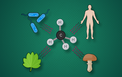 All organisms produce methane in a chemical process involving free radicals.