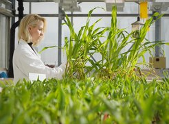 Nicole Ludwig im ehemaligen Gewächshaus des Max-Planck-Instituts. Mittlerweile werden die Forschungen zu den pilzlichen Effektoren im Labor von Prof. Gert Bange weitergeführt.