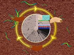Lebenszyklus der Nematoden-Bakterien- Gemeinschaft und Darstellung des Pangenoms der analysierten Xenorhabdus und Photorhabdus-Bakterien. Bakterien der Gattungen Photorhabdus und Xenorhabdus leben als Symbionten im Darm von bodenbewohnenden Nematoden der Gattungen Heterorhabditis und Steinernema. Die Nematoden infizieren Insektenlarven, in die sie die Bakterien injizieren. Die Bakterien wiederum töten die Insektenlarven, die dann eine Nahrungsquelle für Bakterien und Nematoden darstellen.Trotz dieser Komplexität lässt sich dieses dreigliedrige Modellsystem im Labor in verschiedenen Teilkombinationen und in allen Lebensstadien untersuchen.
