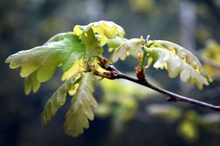 The English oak (Quercus robur) is studied exemplarily in the TreeM project with regard to the leaf microbiome.