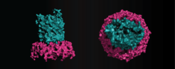 Structural model of the composite OPX/β-barrel translocon in the EPS pathway in Myxococcus xanthus consisting of a part of the OPX protein EpsY (pink) and the β-barrel protein EpsX (teal).