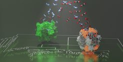 © Max-Planck-Institut für terrestrische Mikrobiologie/Hochberg