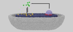 © Max-Planck-Institut für terrestrische Mikrobiologie/Robin Köhler
