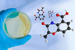 Naturstoffe, die Benzoxazolinat enthalten, eine Struktur mit zwei Ringen, sind exzellente Kandidaten für pharmazeutisch wertvolle Stoffe, wie Antibiotika, Krebsmedikamente oder Immunsuppressoren. Doch wie findet man ihre Produzenten?