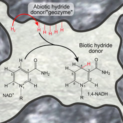Fig. 1: Schematic showing the possible role of geochemical protoenzymes (geozymes) in connecting bio- and geochemistry using the example of the redox cofactor NAD.
