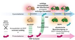 Im Lichtschutzsystem von Cyanobakterien bindet das Fluorescence Recovery Protein (FRP) an das aktivierte Orange Carotenoid Protein OCP1, um dessen Ausgangsform wiederherzustellen. Durch horizontalen Gentransfer (HGT), einem Prozess, bei dem Bakterien genetisches Material austauschen, wurde ein Vorläufer des FRP-Proteins in die Cyanobakterien transferiert. Die Rekonstruktion der ursprünglichen Proteinsequenz zeigt, dass sich die gegenseitige Kompatibilität von FRP und OCP unabhängig voneinander in völlig unterschiedlichen Mikroben-Arten entwickelt hat. Interessanterweise konnte das FRP aus Proteobakterien bereits mit dem OCP der Cyanobakterien interagieren. Der Grund war vermutlich, dass sich die Fähigkeit von FRP, sich mit ursprünglichen OCPs (AncOCP) verbinden zu können, bereits zufällig in Proteobakterien entwickelt hatte. Als die Proteine erstmals aufeinandertrafen, waren sie bereits perfekt aufeinander abgestimmt. Diese Ergebnisse beweisen, dass sich solche Interaktionen auch ohne direkten Selektionsdruck entwickeln können.FRP nutzt heute eine hoch konservierte Dimerisierungsschnittstelle von OCP, um OCP1-Paraloge stark allosterisch zu kontrollieren. Die hier nur zur Veranschaulichung verwendete OCP-Struktur ist 3MG1 (PDB ID).