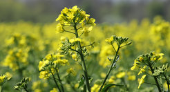 Rapeseed plant in bloom