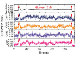 Fig. 1: Levels of pyruvate measured by FRET in E. coli cell population (upper panel) and in four individual cells lower panels upon addition (down arrow) and removal (up arrow) of glucose.