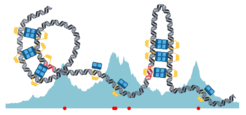 In bacterial cell division, the precise partitioning of genetic information and reliable inheritance of plasmids are crucial. New mathematical simulations show how this can occur. Bridging between ParB dimers of the partition complex leads to bending of the DNA and thus to the formation of a variety of different structures.