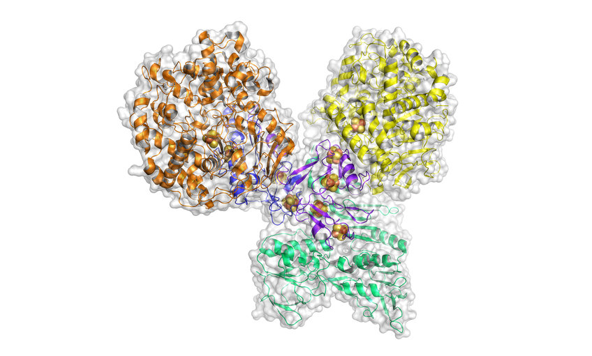 3D Strukturmodell des Enzyms Aldehyd Ferredoxin Oxidoreduktase (AOR). AOR stammt aus dem Bakterium Aromatoleum aromaticum. Als zentrales Enzym des „AAA-Zyklus“, einer synthetischen Enzymkaskade, reduziert das Enzym eine Säure zu einem Aldehyd. Die dabei freiwerdende Energie wird zur Bildung von ATP genutzt.