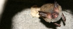 Als echte Waldfledermaus lebt die Bechsteinfledermaus (Myotis bechsteinii) in Eichen-Buchenwäldern. Sie ist nur selten in Nisthilfen anzutreffen; umso wichtiger ist für sie nächtliche Dunkelheit.