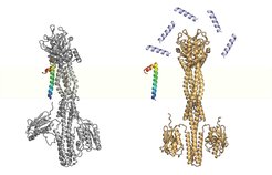 3D-Proteinstrukturen der inaktiven (silberfarben) und aktivierten (goldfarben) Sensorkinase PhoQ sowie des kleinen Proteins MgrB (farbig; violett: AMP). Die kurzzeitige Bindung von MgrB hält das System in einem stabilen Zustand. Ohne MgrB reagiert es „hyperaktiv“. Die Forscher um Jing Yuan arbeiten daran, das bakterielle Frühwarnsystem durch irreversible Bindung eines veränderten MgrB-Proteins auszuschalten.