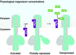 The PhoQ/PhoP signaling system, which allows bacteria to recognize small amounts of antimicrobial peptides, is controlled by the small protein MgrB and stabilized by a negative feedback mechanism: When bacteria invade the host, the PhoQ/PhoP system is activated due to the relatively low physiological magnesium concentration. This then induces the expression of mgrB, leading to a partial repression of the PhoQ/PhoP system. In the presence of antimicrobial peptides (e.g., in the intestinal mucosa or in macrophages), MgrB dissociates from PhoQ, lifting the inhibitory effect and triggering full activation of the pathway.