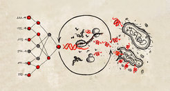 © Max Planck Institute for Terrestrial Microbiology/Bobkova