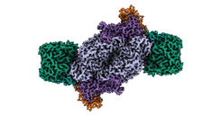Die Struktur des Fe-Nitrogenase-Komplexes (Elektronendichtekarte mit einer Gesamtauflösung von 2,35 Å)
