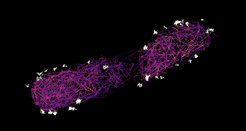 Fig 1: Single-particle tracking photoactivated localization microscopy (sptPALM) is a technique to visualize the movement of individual proteins. While some of the shuttle components of the injectisome are bound to the needles (white, firmly bound dots on the outside of the bacterium), other shuttle proteins comb through the bacterium (red and blue shading). If they encounter an effector, they bind to it, which can be recognized by the fact that they slow down, and deliver it to the needles, from where a new shuttle protein sets off on its search.