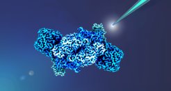 It has recently been shown that the biocatalyst Fe nitrogenase not only fixes nitrogen, but also CO2. However, this nitrogenase form has so far been the least studied. Now two proteins have been identified that are crucial for the energy supply of the enzyme.