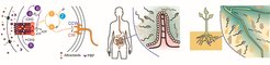 Bacterial chemotaxis pathway (shown for E. coli) and chemotactic behaviors in the animal gut and the rhizosphere. Adapted from Colin et al., FEMS Microbiology Reviews 2021