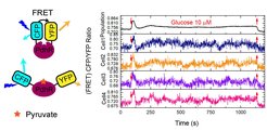 FRET measurements of metabolic fluctuations in E. coli Adapted from Bi et al., Nat Commun 2023