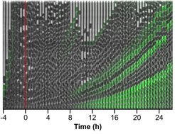 Stochastic activation of biofilm matrix gene expression in E. coli cells growing in a microfluidic device Adapted from Lamprecht, Ratnikava et al., PLoS Genetics 2023