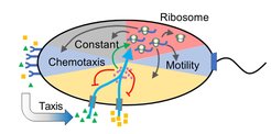 Cost-benefit trade-off between bacterial growth and chemotaxis Adapted from Ni et al., PNAS 2020