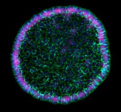 Mutualistic consortium between S. cerevisiae and E. coli Adapted from Scarinci and Sourjik, ISME J 2022